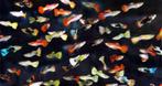 Ras echte Guppy, Dieren en Toebehoren, Vissen | Aquariumvissen, Vis