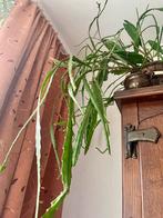 epiphyllum plant, Huis en Inrichting, Kamerplanten, Ophalen