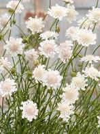 Duifkruid wit (Scabiosa), Tuin en Terras, Planten | Tuinplanten, Volle zon, Vaste plant, Zomer, Ophalen