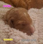 Medium australian doodle pups te koop curley en wafey, Dieren en Toebehoren, CDV (hondenziekte), 8 tot 15 weken, Meerdere, Meerdere dieren