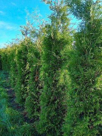 Thuja occ. Brabant 250-300 haagplant privacy conifeer beschikbaar voor biedingen