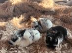 Jonge Raszuivere NHD konijntjes alvast te reserveren, Meerdere dieren, Dwerg, Hangoor, 0 tot 2 jaar