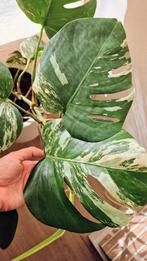 Luxe Monstera Variegata Albina | L groot met potten, Ophalen