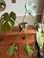 Monstera Kamerplant met Pot, Ophalen, Overige soorten, Halfschaduw, In pot
