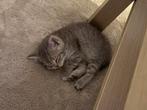 BRITSE KORTHAAR KITTEN, Dieren en Toebehoren, Katten en Kittens | Overige Katten, Poes