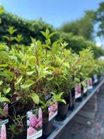 Uw Tuinleverancier – Adolf Hof Voor al uw tuinplanten, Ophalen, Overige soorten