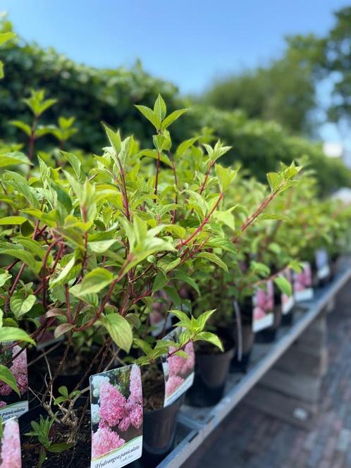 Uw Tuinleverancier – Adolf Hof Voor al uw tuinplanten, Tuin en Terras, Planten | Struiken en Hagen, Overige soorten, Ophalen