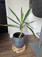 Plant, Huis en Inrichting, Ophalen, Overige soorten, Minder dan 100 cm