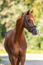 Super knappe Welsh - C Pony, Merrie, Gechipt, Dressuurpony, 7 tot 10 jaar