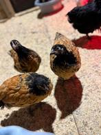 Vorwerk kuikens te koop, Dieren en Toebehoren, Meerdere dieren, Kip