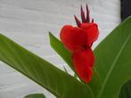 Canna Rood, Ophalen, Voorjaar, Halfschaduw, Knol