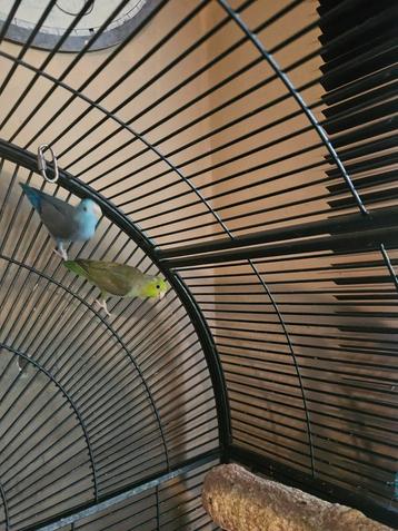 Jonge forpus mannen 8 weken oud beschikbaar voor biedingen