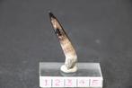 Enchodus Boven-Krijt, Verzamelen, Mineralen en Fossielen, Ophalen of Verzenden, Fossiel