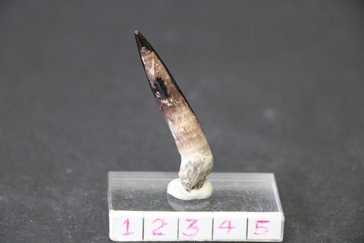 Enchodus Boven-Krijt, Verzamelen, Mineralen en Fossielen, Fossiel, Ophalen of Verzenden