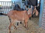 Nubische bok, Dieren en Toebehoren, Schapen, Geiten en Varkens, Mannelijk, Geit, 0 tot 2 jaar