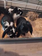 Te koop  2 hangoor rammen 4 maand oud, Dieren en Toebehoren, Konijnen, Mannelijk, Hangoor