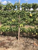 Fruitbomen in leivorm / Leibomen / Peer, Ophalen, Lente, Perenboom, Halfschaduw