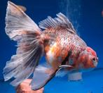 Grote oranda pas niet bij onze andere vissen, Dieren en Toebehoren, Vissen | Vijvervissen, Karper of Koi