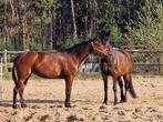 Goed thuis gezocht voor energieke 10-jarige merrie, Dieren en Toebehoren, Paarden, 7 tot 10 jaar, 160 tot 165 cm, Recreatiepaard