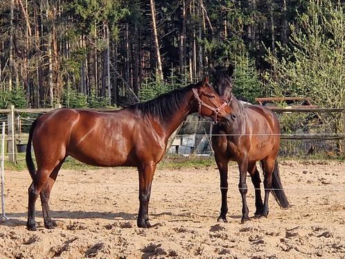 Goed thuis gezocht voor energieke 10-jarige merrie, Dieren en Toebehoren, Paarden, Merrie, 160 tot 165 cm, 7 tot 10 jaar, Recreatiepaard