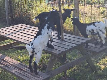 2 bokjes beschikbaar voor biedingen