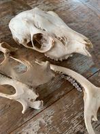 Gedeelte skelet damhert, Dieren en Toebehoren
