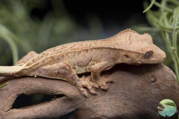 Yellow phantom lilly white beschikbaar voor biedingen