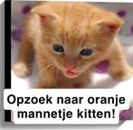 Opzoek naar oranje mannetje kitten, Dieren en Toebehoren