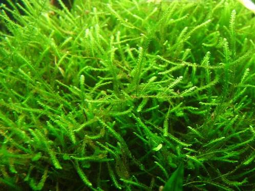 Bogormos, Dieren en Toebehoren, Vissen | Aquaria en Toebehoren, Nieuw, Plant(en), Steen of Hout, Ophalen of Verzenden