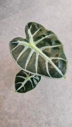 Alocasia Balloon Heart, Ophalen of Verzenden, Halfschaduw, Minder dan 100 cm