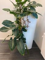 Grote kamerplant met witte hoogglans plantenbak, Ophalen, 100 tot 150 cm, Overige soorten, Halfschaduw