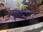 Axolotl eventueel met aquarium, Dieren en Toebehoren, Amfibie, 0 tot 2 jaar