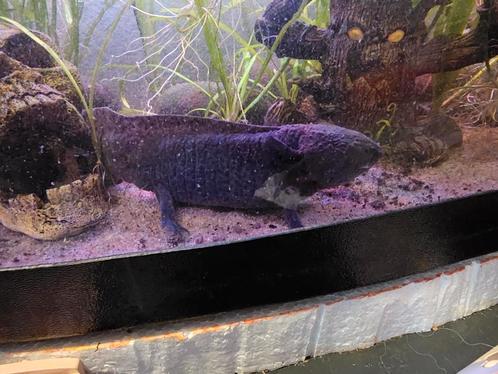 Axolotl met aquarium, Dieren en Toebehoren, Reptielen en Amfibieën, Amfibie, 0 tot 2 jaar
