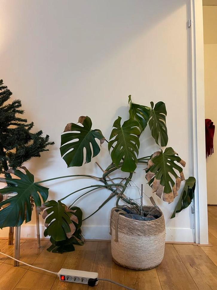 Grote Monstera Deliciosa met mand, Huis en Inrichting, Kamerplanten, Overige soorten, 100 tot 150 cm, Groene kamerplant, Halfschaduw
