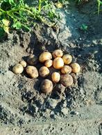 Nieuwe aardappelen Twister, Ophalen