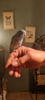 Mooie blauw/grijze forpus, Dieren en Toebehoren, Vogels | Parkieten en Papegaaien, Vrouwelijk, Parkiet
