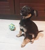 Knappe Luca zoekt zijn familie, Dieren en Toebehoren, Particulier, Rabiës (hondsdolheid), 15 weken tot 1 jaar, Reu