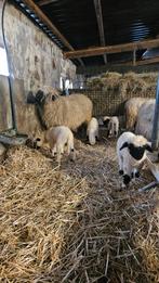 Walliser Schwarznase ooien met lammeren, Dieren en Toebehoren, Vrouwelijk, Schaap