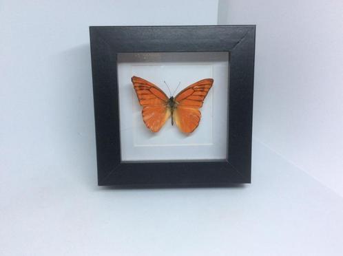 vlinder Appias Nero, Verzamelen, Dierenverzamelingen, Nieuw, Opgezet dier, Overige soorten, Ophalen of Verzenden
