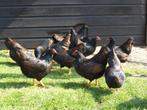 Barnevelder krielhennen, Dieren en Toebehoren, Pluimvee, Vrouwelijk, Kip