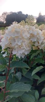 Hydrangea paniculata lime Light pluimhortensia, Ophalen of Verzenden, Zomer, Overige soorten, Halfschaduw