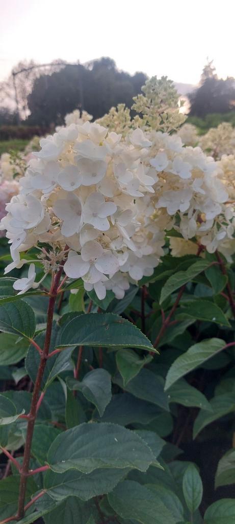 Hydrangea paniculata lime Light pluimhortensia, Tuin en Terras, Planten | Tuinplanten, Overige soorten, Halfschaduw, Zomer, Ophalen of Verzenden