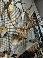 2024 opgezet damhert shoulder borst preparaat hert taxidermy, Verzamelen, Dierenverzamelingen, Ophalen, Nieuw, Hert, Opgezet dier