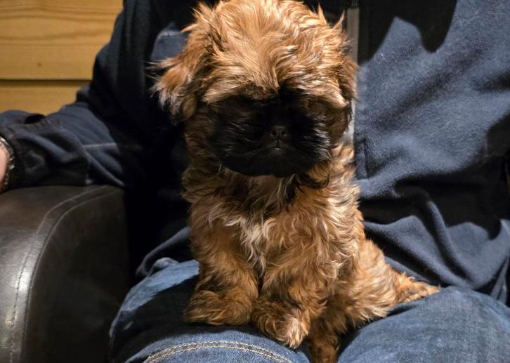 Mooie kleine Shihtzu pup 1100 euro, Dieren en Toebehoren, Honden | Chihuahua's en Gezelschapshonden, Meerdere dieren, Overige rassen