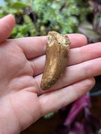 Carcharodontosaurus kem kem Marokko fossiel dinosaurus dino, Verzamelen, Mineralen en Fossielen, Ophalen of Verzenden, Fossiel