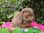 Verschillende nhd hangoor dwergjes, Dieren en Toebehoren, Konijnen, Meerdere dieren, Dwerg, Hangoor