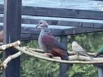 Te koop Jamaicaanse grondduif (duivin), Dieren en Toebehoren, Vogels | Overige Vogels, Vrouwelijk, Tropenvogel