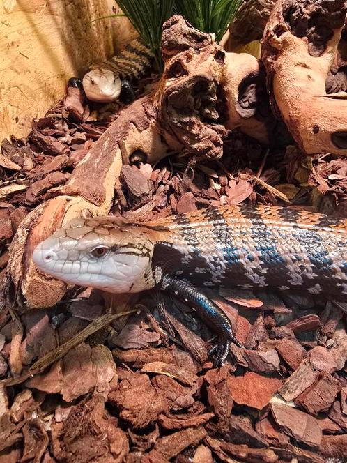 0.0.2 tiliqua scincoides / blauwtongskinken 2024, Dieren en Toebehoren, Reptielen en Amfibieën, Hagedis