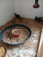 Chinese dwerg kwartels natuurbroed, Meerdere dieren