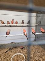 Roze bourks parkieten, Dieren en Toebehoren, Vogels | Parkieten en Papegaaien, Meerdere dieren, Parkiet
